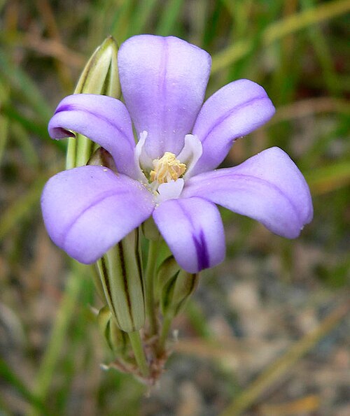 San Clemente Island brodiaea (Brodiaea kinkiensis)