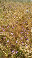 San Clemente Island brodiaea (Brodiaea kinkiensis)