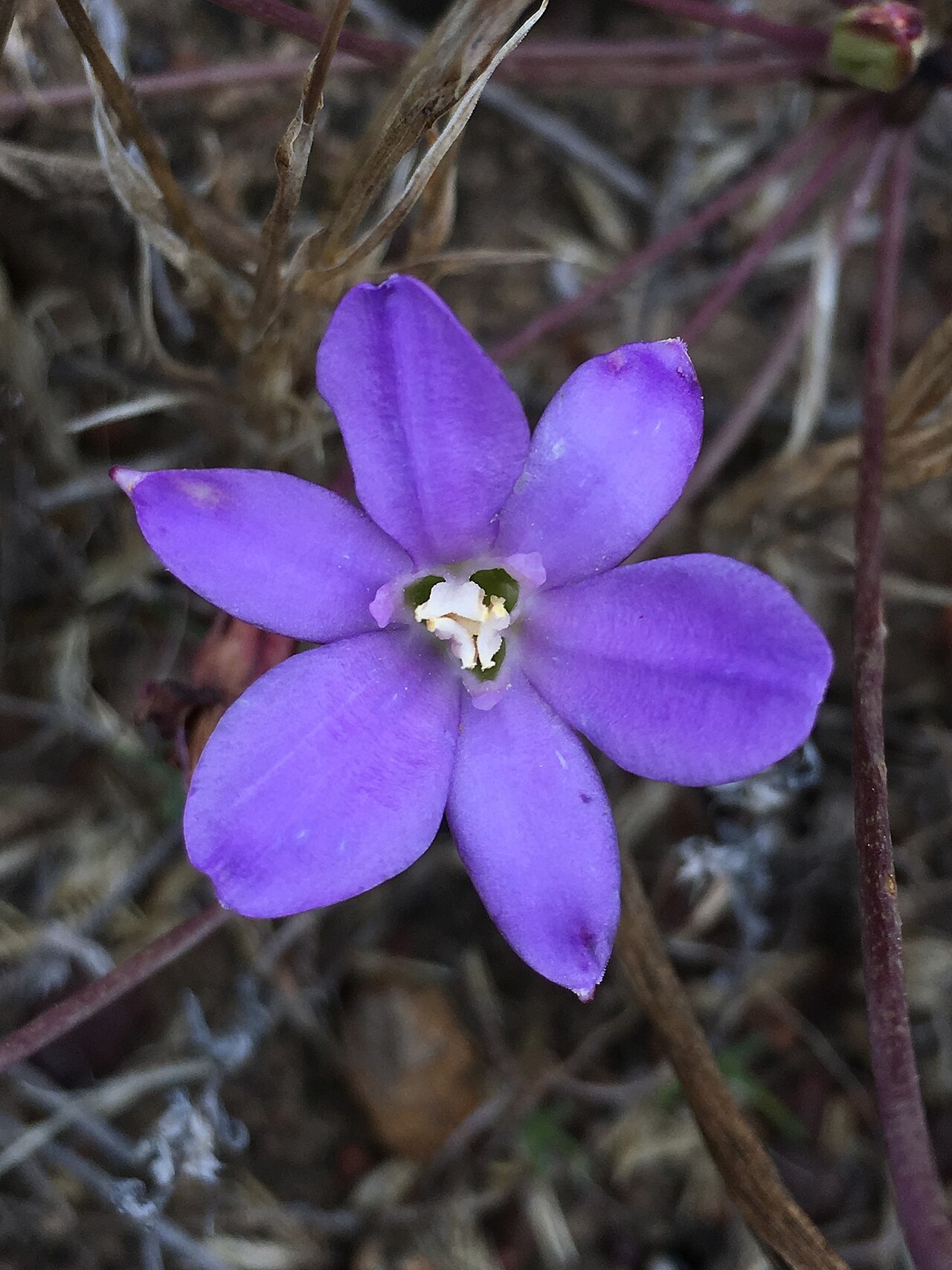 San Clemente Island brodiaea: San Clemente Island brodiaea ( Brodiaea kinkiensis ) in the United States