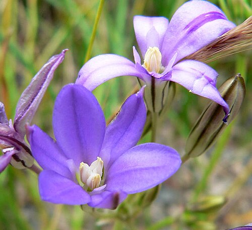 San Clemente Island brodiaea (Brodiaea kinkiensis)