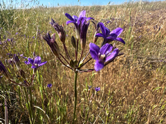 San Clemente Island brodiaea (Brodiaea kinkiensis)