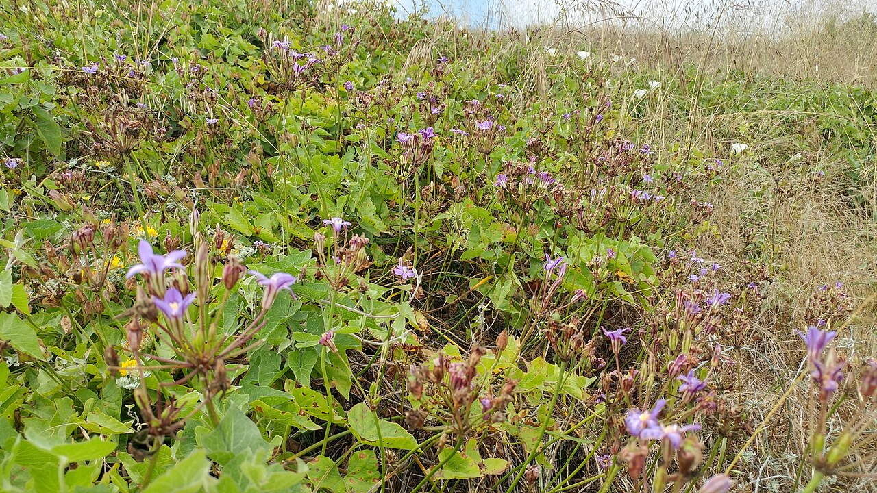 San Clemente Island brodiaea: San Clemente Island brodiaea ( Brodiaea kinkiensis ) in the United States