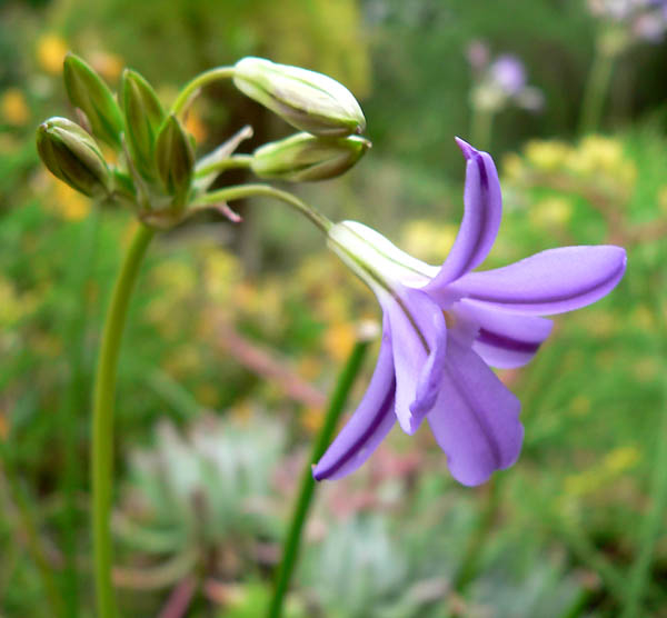 San Clemente Island brodiaea (Brodiaea kinkiensis)