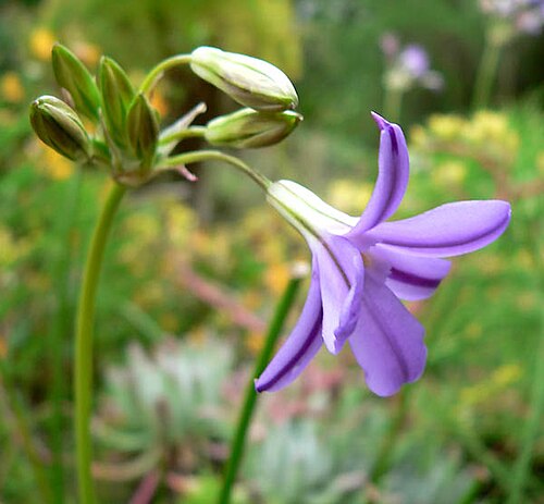 San Clemente Island brodiaea (Brodiaea kinkiensis)