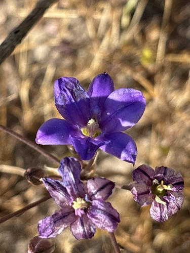 San Clemente Island brodiaea (Brodiaea kinkiensis)