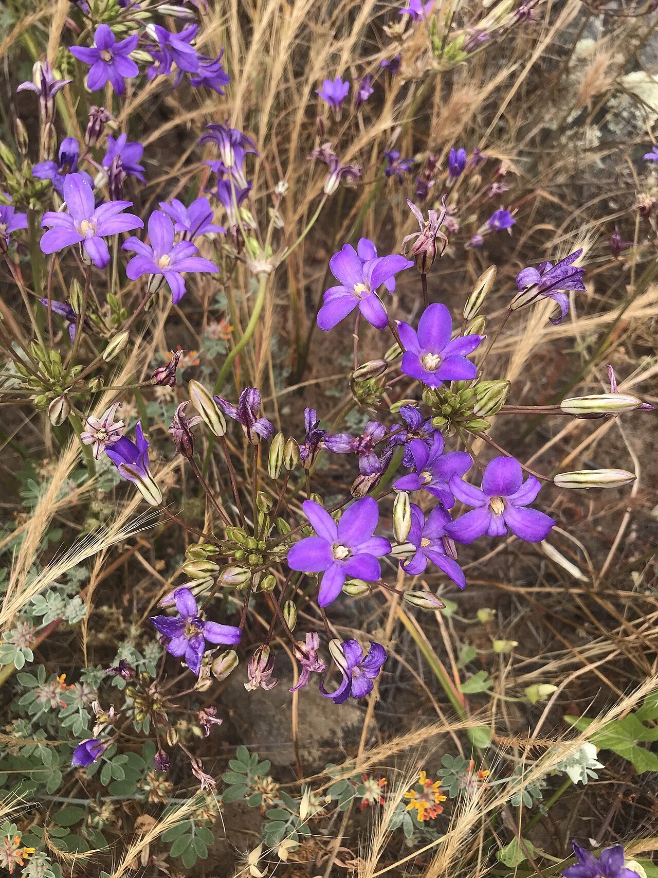 San Clemente Island brodiaea: San Clemente Island brodiaea ( Brodiaea kinkiensis ) in the United States