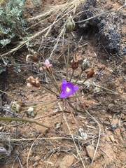 San Clemente Island brodiaea (Brodiaea kinkiensis)