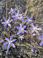 Dwarf brodiaea (Brodiaea minor)