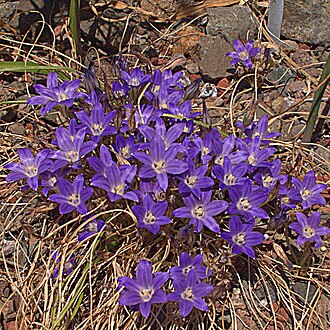 Dwarf brodiaea: Brodiaea minor—dwarf brodiaea