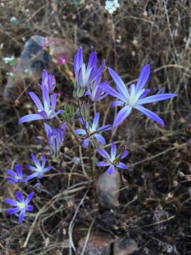 Dwarf brodiaea (Brodiaea minor)