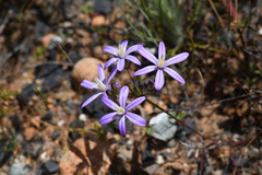 Dwarf brodiaea (Brodiaea minor)