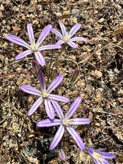 Dwarf brodiaea (Brodiaea minor)