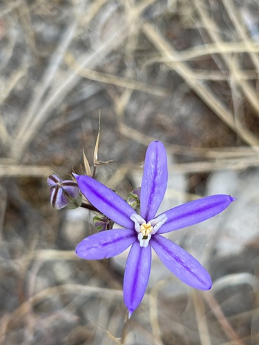 Dwarf brodiaea (Brodiaea minor)