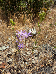 Dwarf brodiaea (Brodiaea minor)