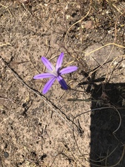 Dwarf brodiaea (Brodiaea minor)