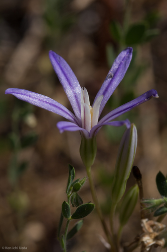 Dwarf brodiaea (Brodiaea minor)