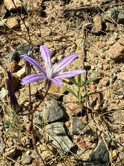 Dwarf brodiaea (Brodiaea minor)