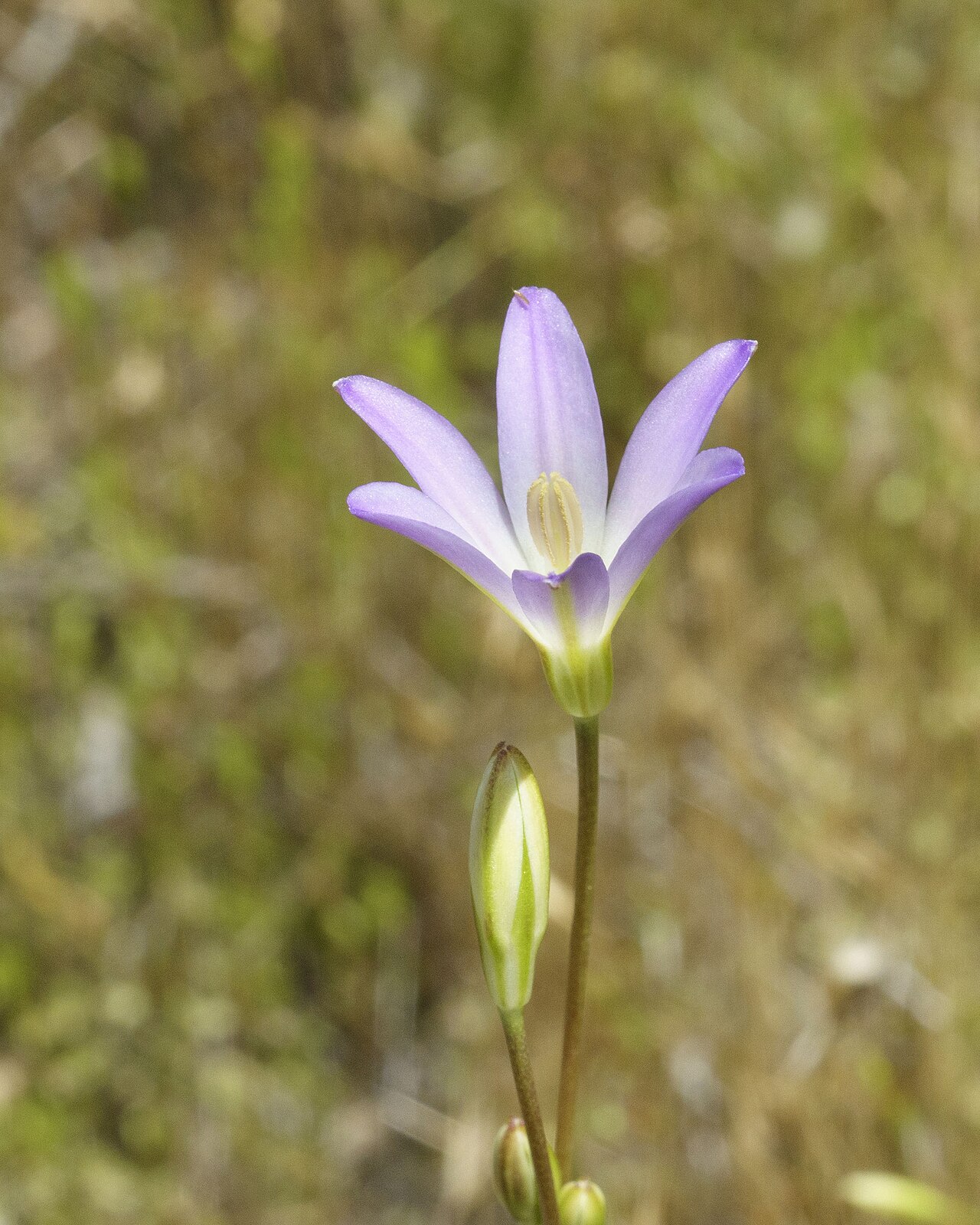 Orcutt's brodiaea: Orcutt's brodiaea ( Brodiaea orcuttii ) in the United States