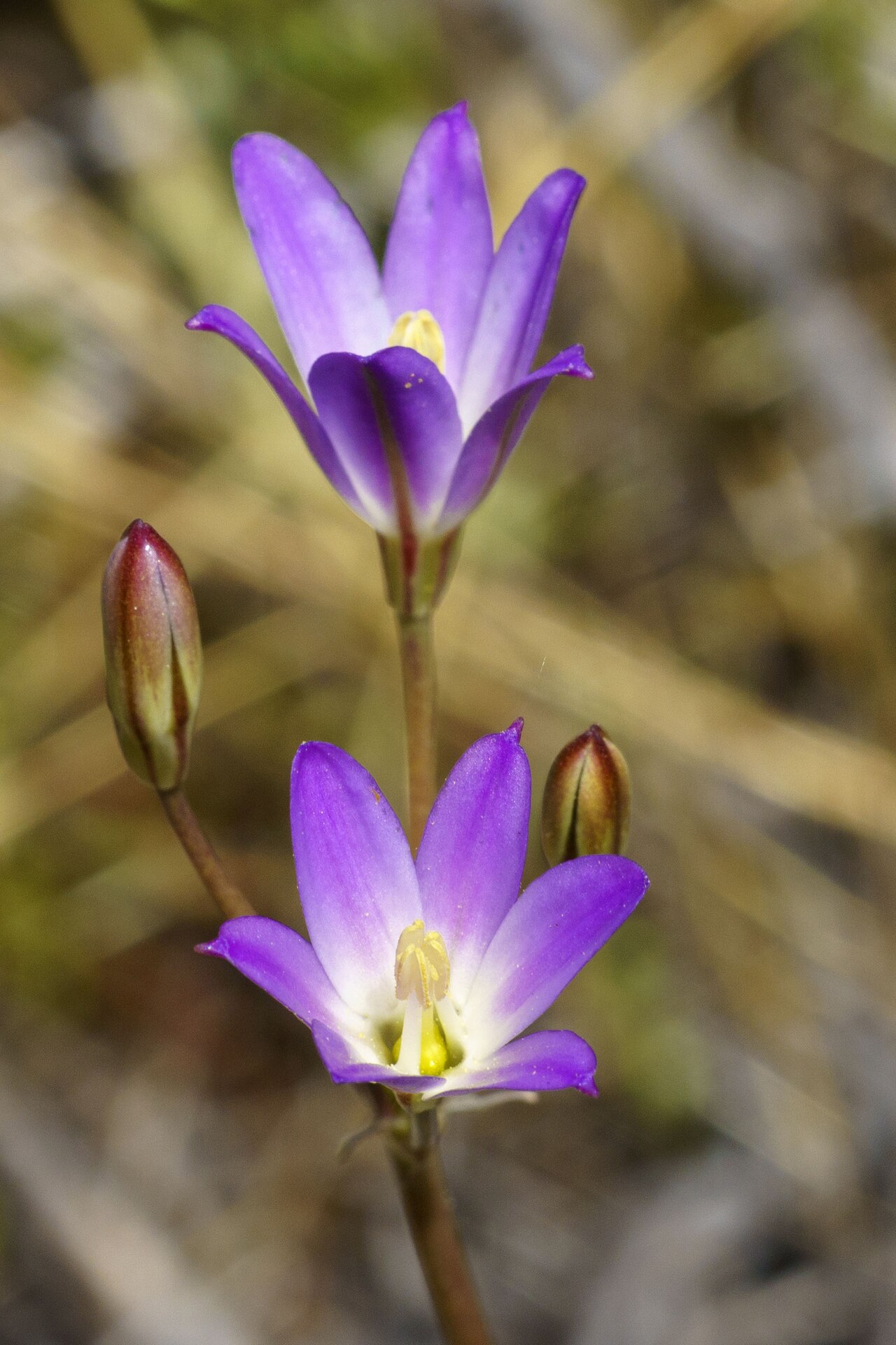 Orcutt's brodiaea: Orcutt's brodiaea ( Brodiaea orcuttii ) in the United States