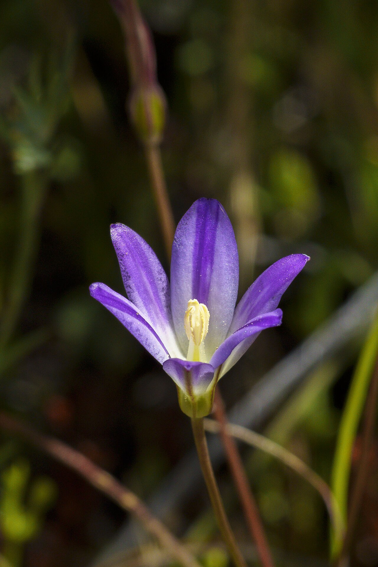 Orcutt's brodiaea: Brodiaea orcuttii photographed at a vernal seepage on El Capitan County Preserve, San Diego County.
