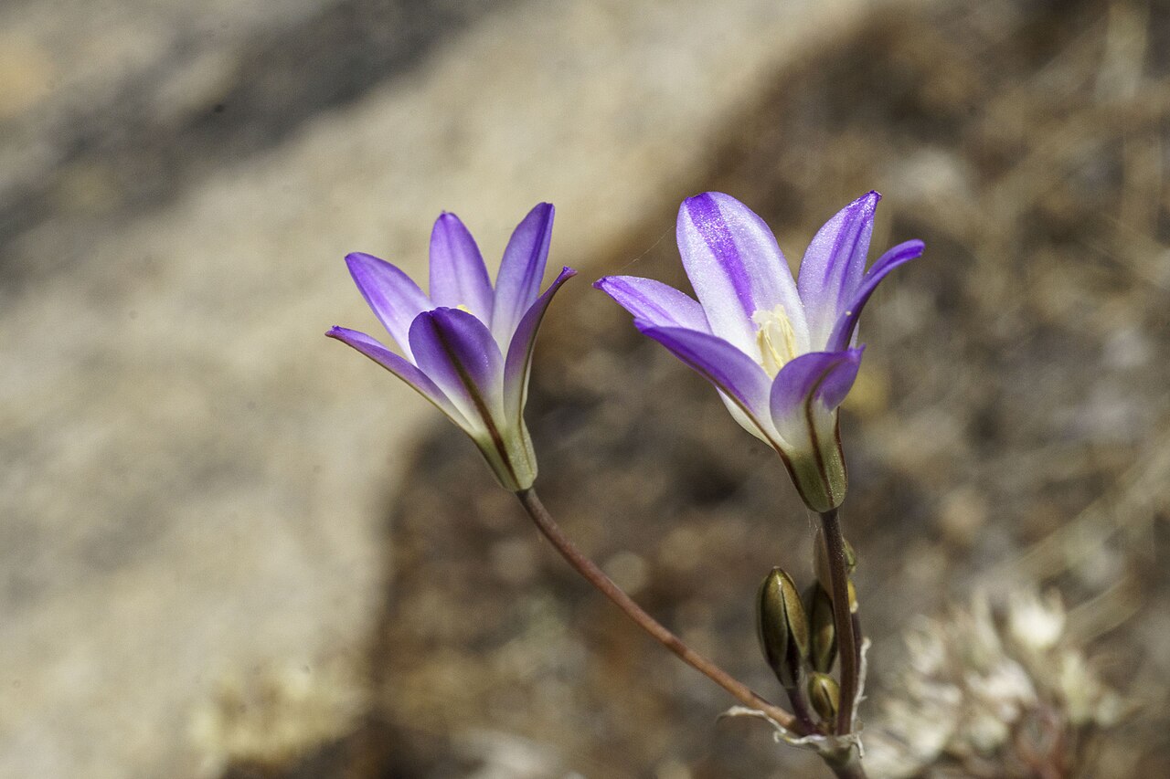 Orcutt's brodiaea: Orcutt's brodiaea ( Brodiaea orcuttii ) in the United States