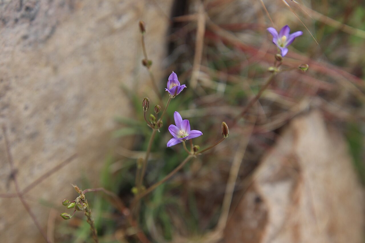Orcutt's brodiaea: Orcutt's brodiaea ( Brodiaea orcuttii ) in the United States