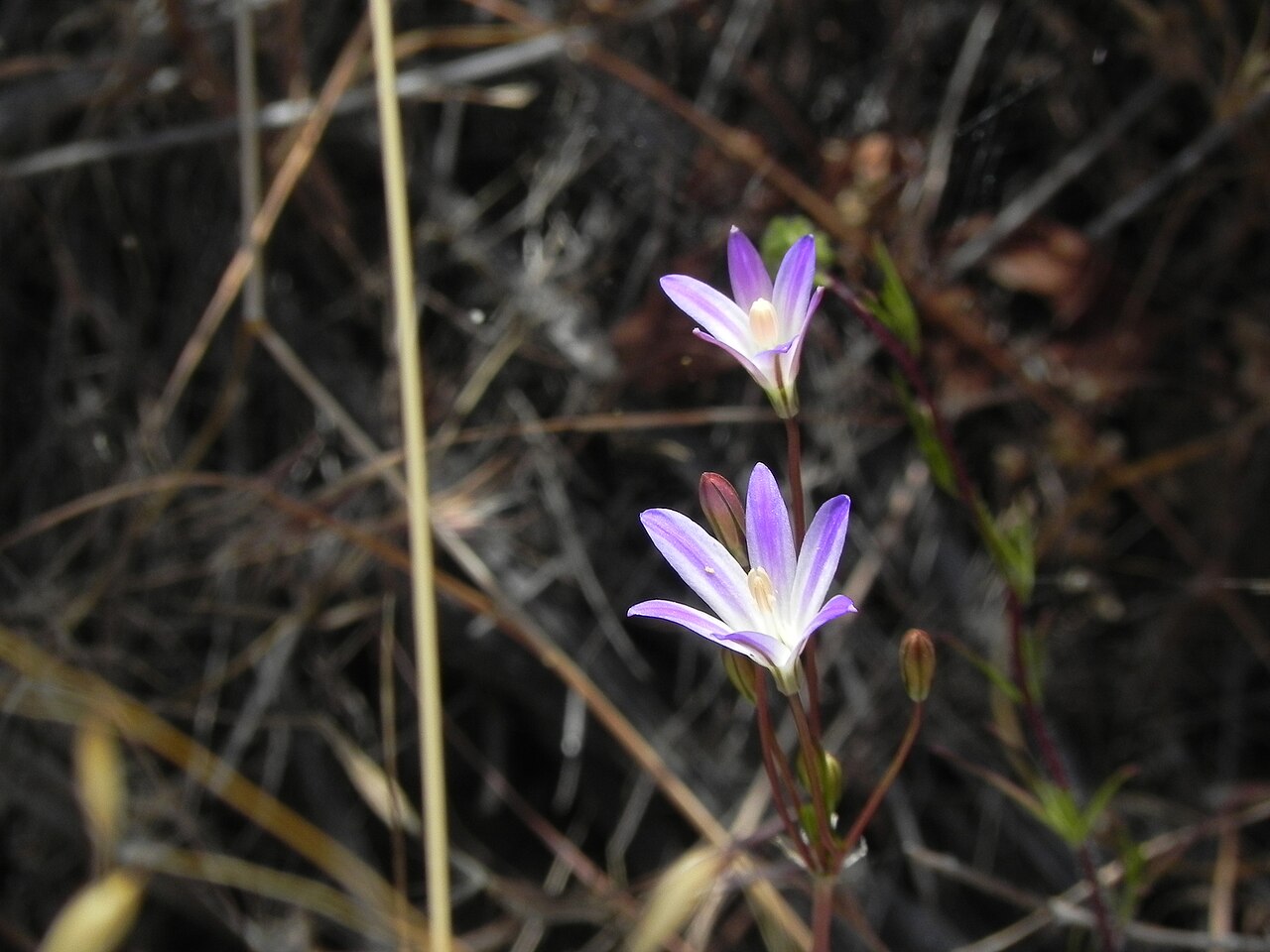 Orcutt's brodiaea: Orcutt's brodiaea ( Brodiaea orcuttii ) in the United States
