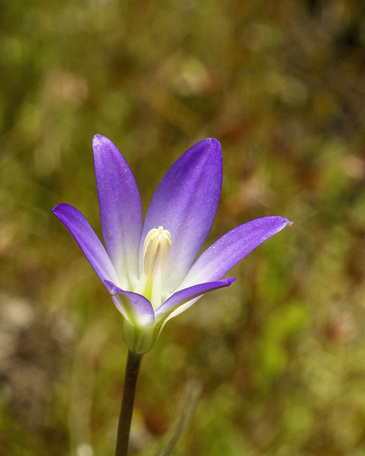 Orcutt's brodiaea: Orcutt's brodiaea ( Brodiaea orcuttii ) in the United States