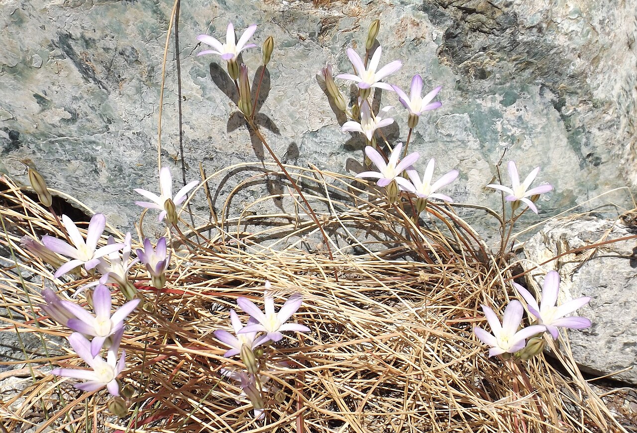 Chinese Camp brodiaea: Brodiaea pallida at the UC Botanical Garden, Berkeley, California, USA Plant ID from the garden sign