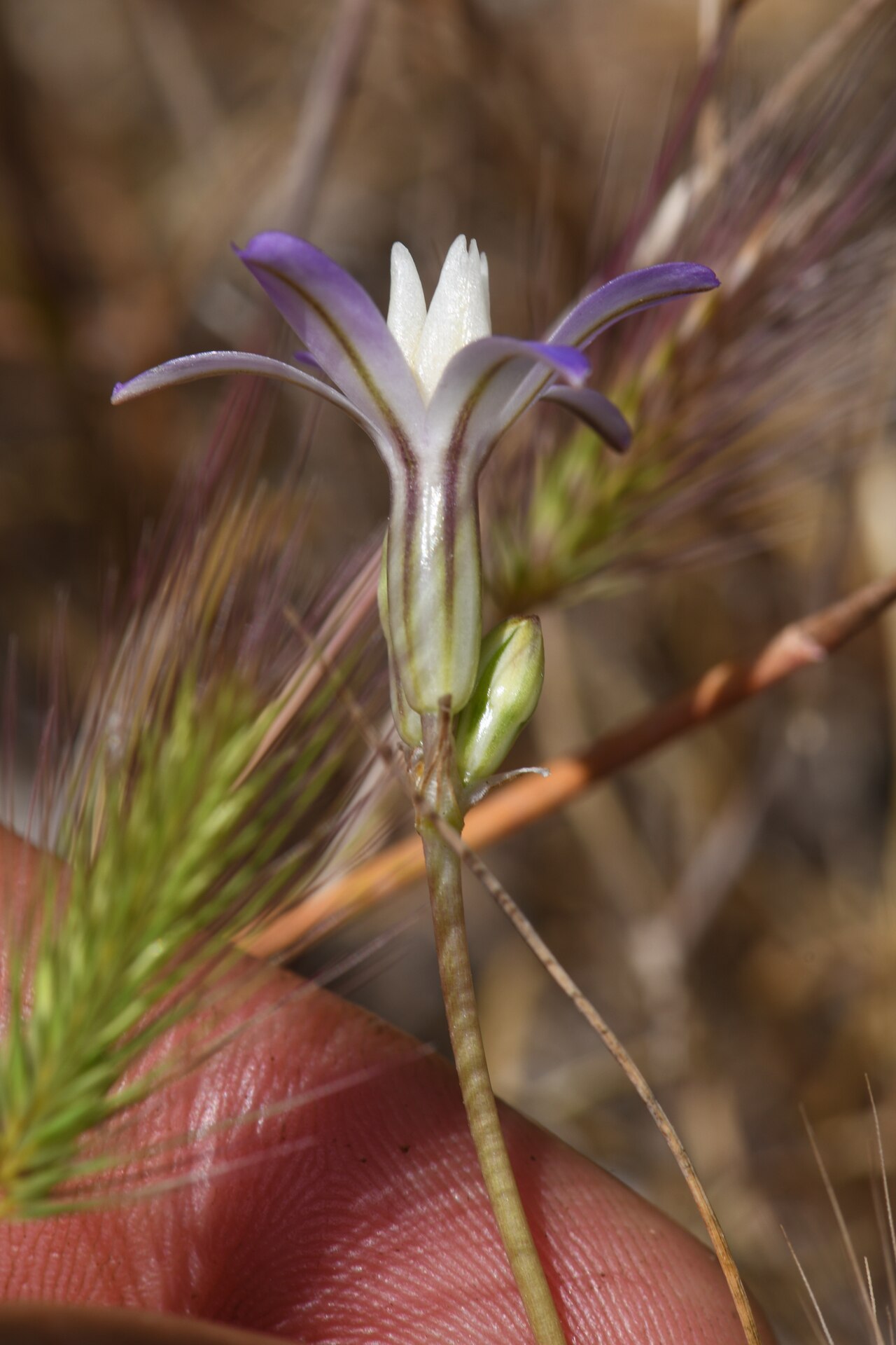 Chinese Camp brodiaea: Chinese Camp Brodiaea ( Brodiaea pallida ) in the United States