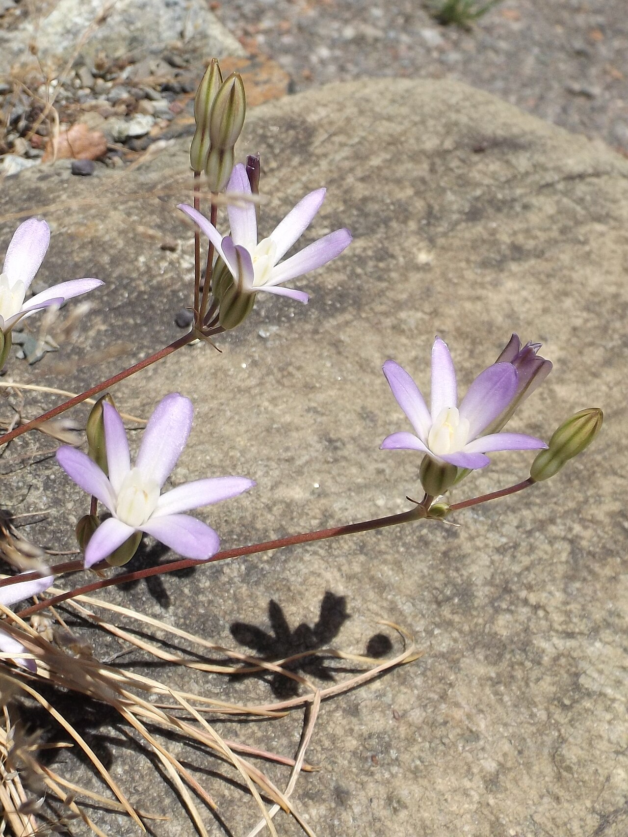 Chinese Camp brodiaea: Brodiaea pallida at the UC Botanical Garden, Berkeley, California, USA Plant ID from the garden sign