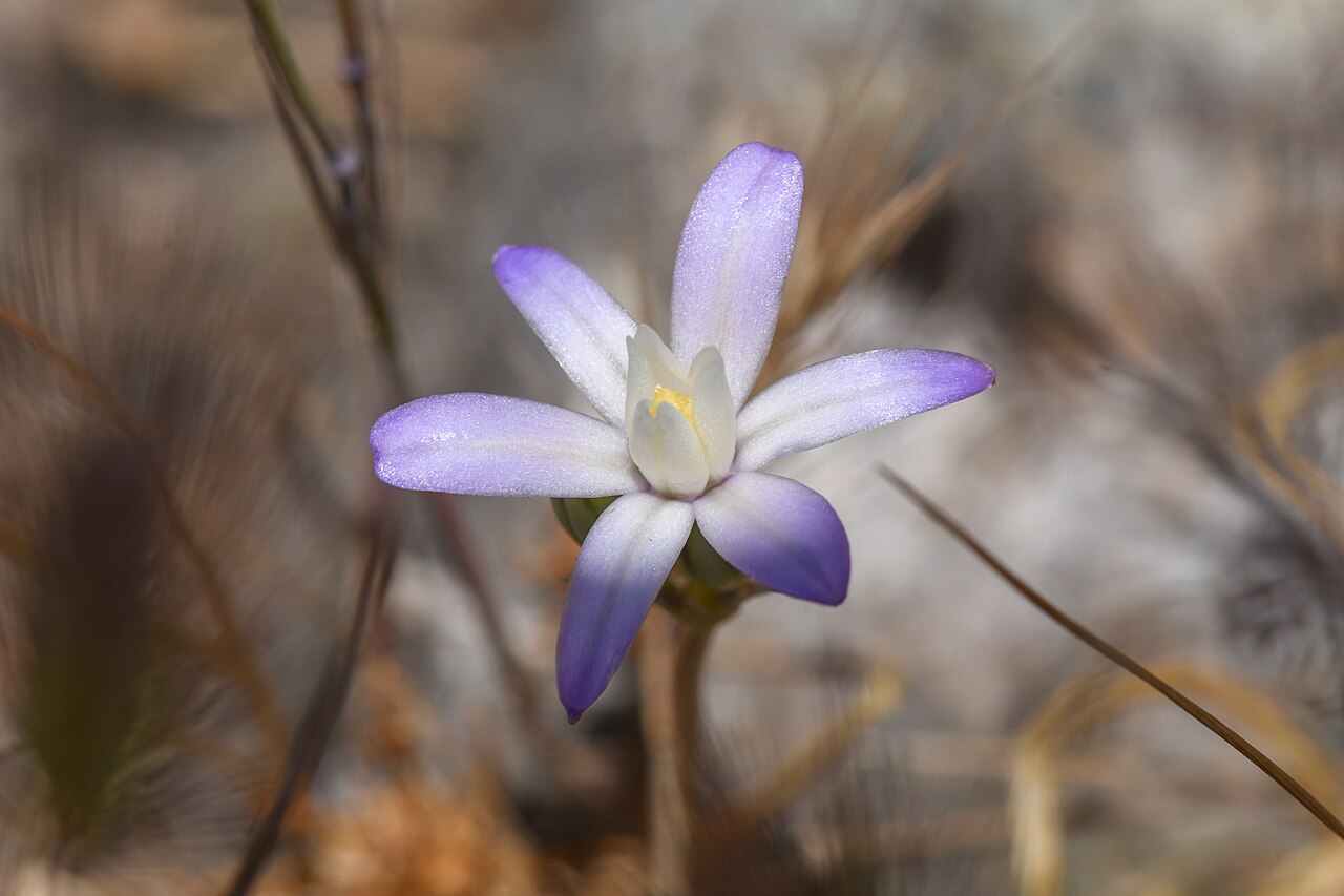 Chinese Camp brodiaea: Chinese Camp Brodiaea ( Brodiaea pallida ) in the United States