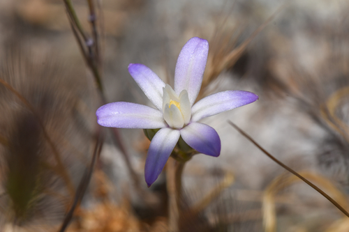 Chinese Camp brodiaea (Brodiaea pallida)