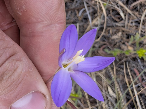 Santa Rosa Basalt brodiaea (Brodiaea santarosae)