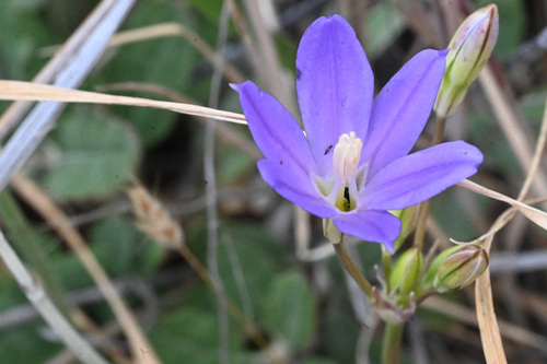 Santa Rosa Basalt brodiaea (Brodiaea santarosae)