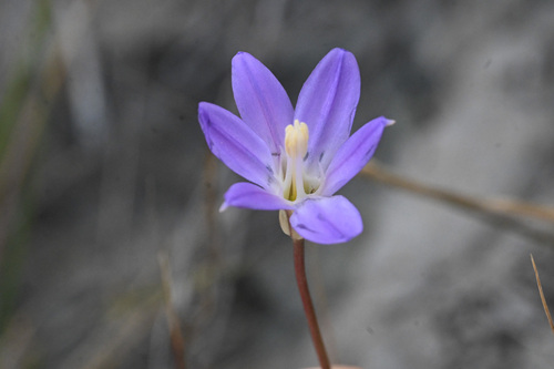 Santa Rosa Basalt brodiaea (Brodiaea santarosae)