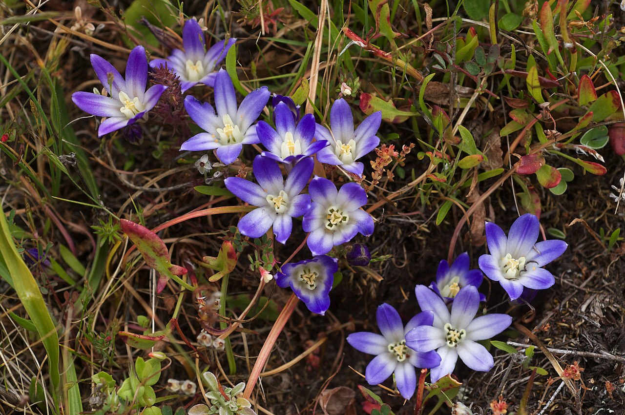 Dwarf brodiaea: Brodiaea terrestris ssp. terrestris — Dwarf Brodiaea. Photographed along the trail leading south from Stump Beach Cove, Salt Point State Park , Sonoma County, C