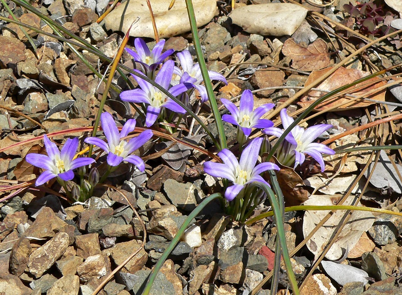Dwarf brodiaea: Brodiaea terrestris ssp. terrestris — Dwarf brodiaea. At the University of California Botanical Garden , Berkeley, California.