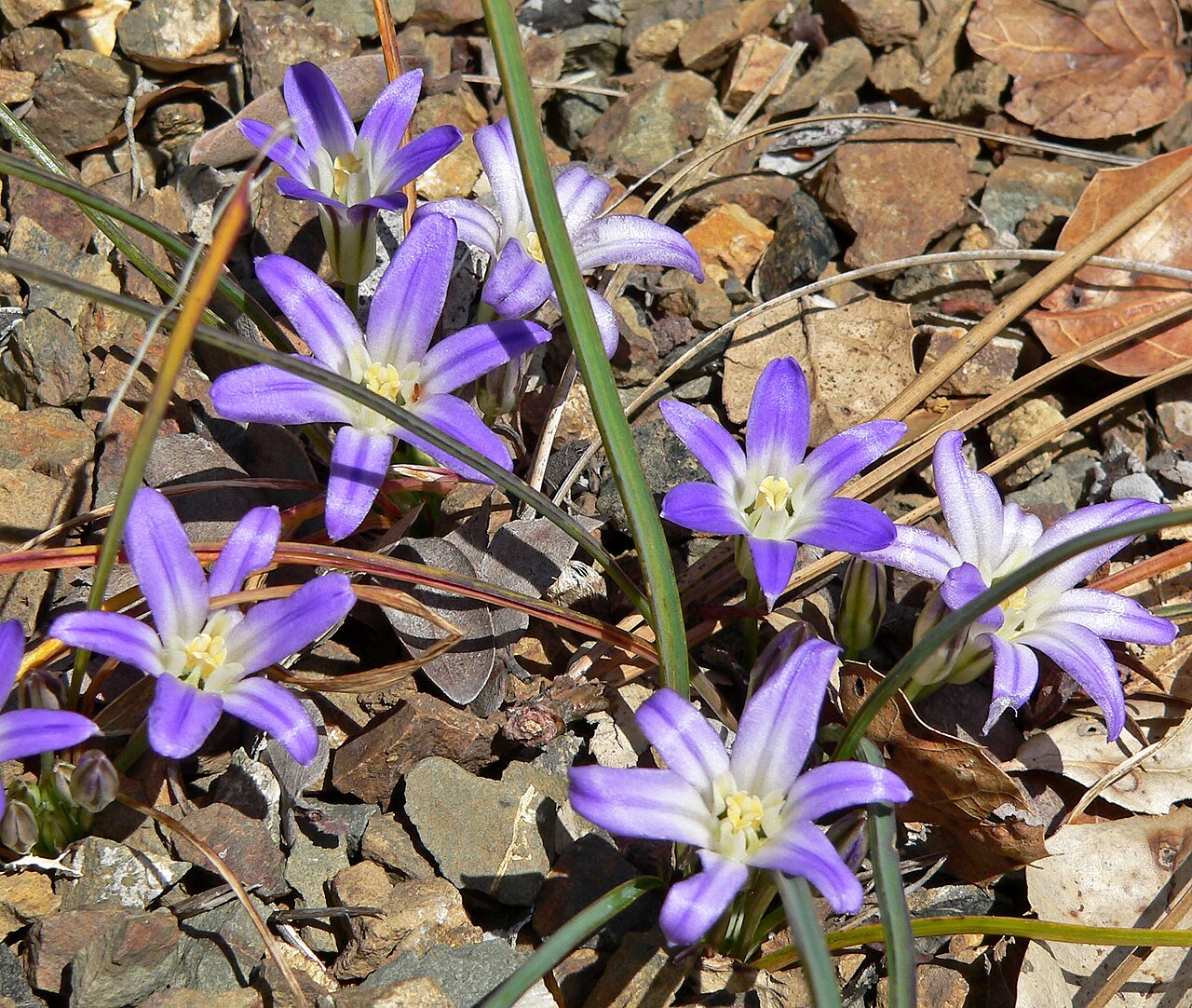 Dwarf brodiaea: Brodiaea terrestris ssp. terrestris — Dwarf brodiaea. At the University of California Botanical Garden , Berkeley, California.