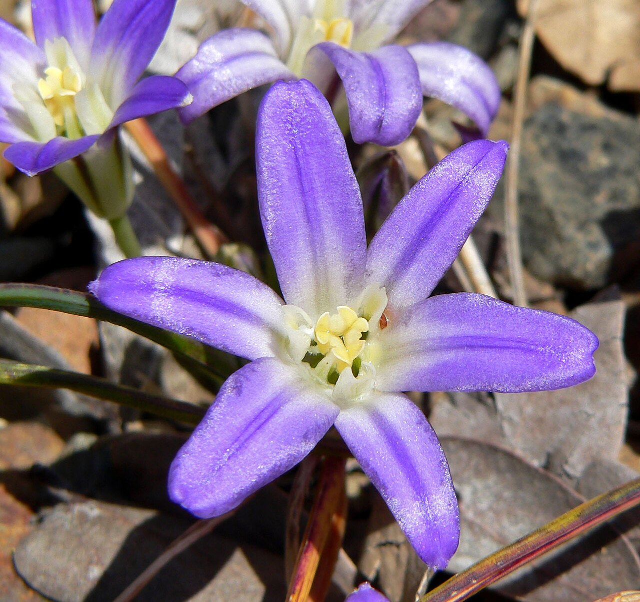 Dwarf brodiaea: Brodiaea terrestris ssp. terrestris — Dwarf brodiaea. At the University of California Botanical Garden , Berkeley, California