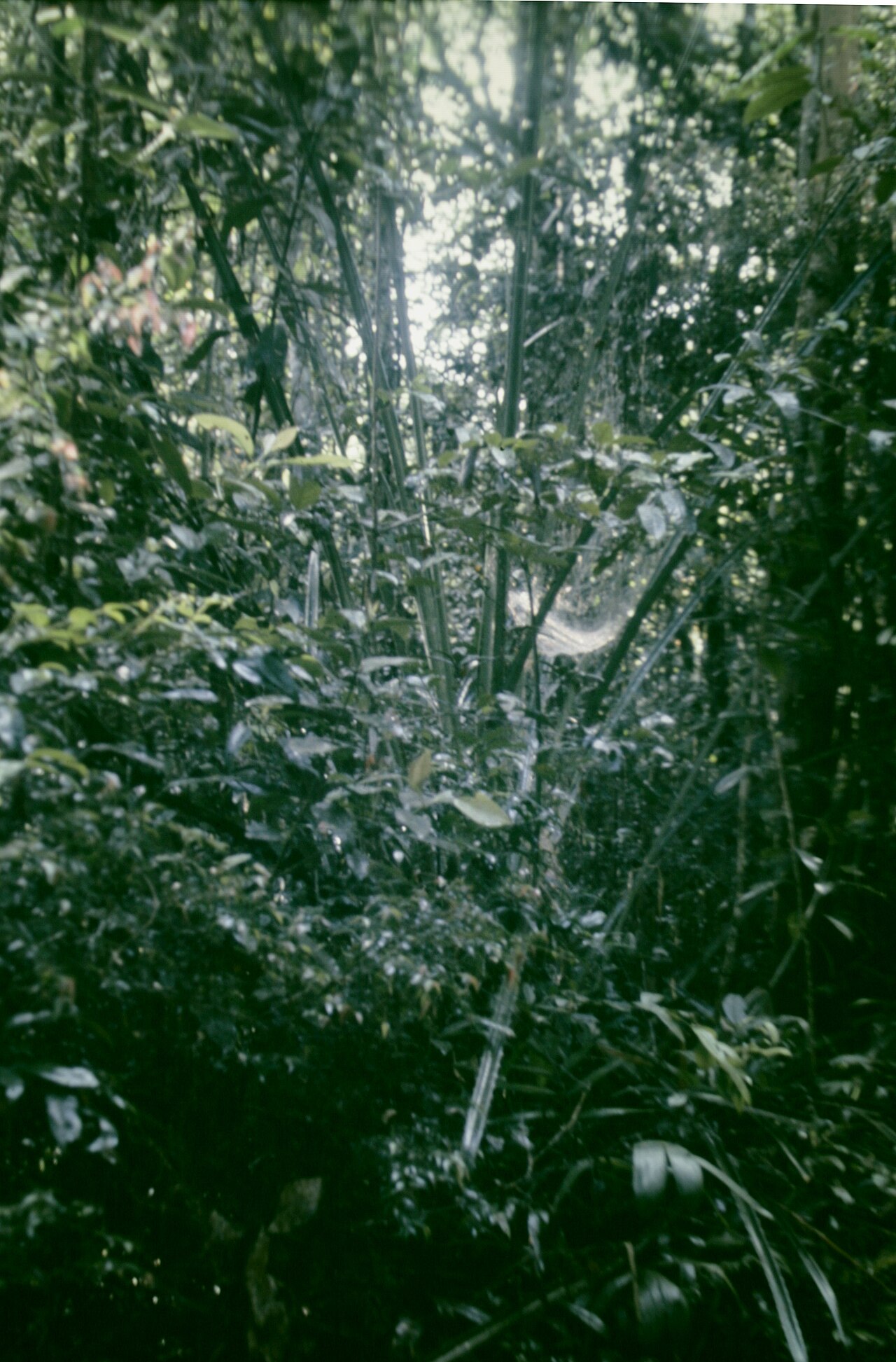Bromelia alta: Bromelia alta , habitat, Suriname