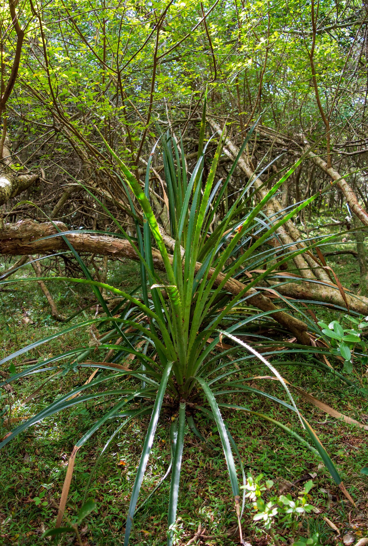 Bromelia antiacantha: wild banana