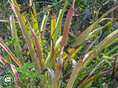 Bromelia antiacantha (Bromelia antiacantha)