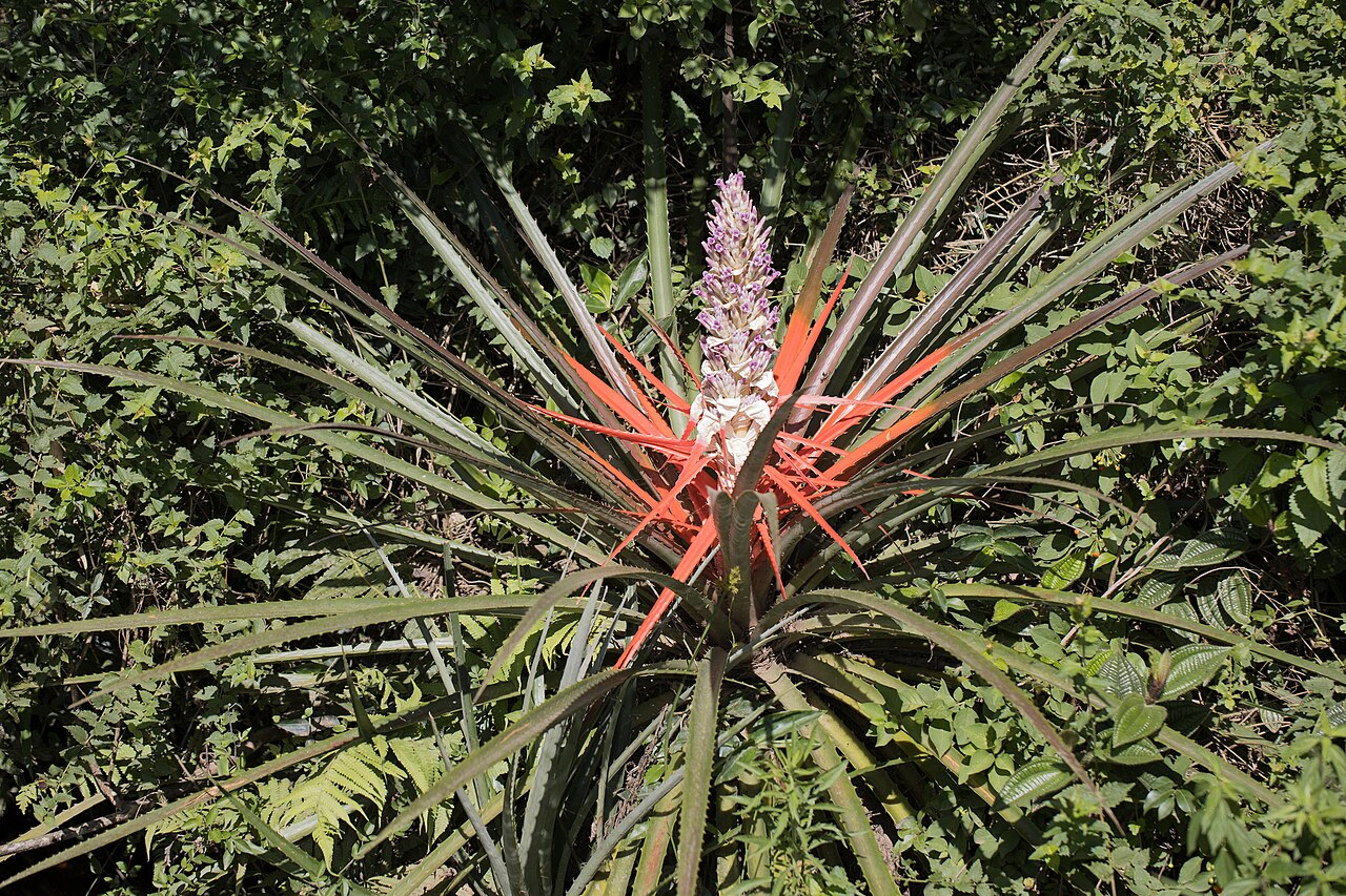 Bromelia antiacantha: Bromelia antiacantha, Santa Maria, RS, Brasil, 2023-12-09 (iNaturalist).