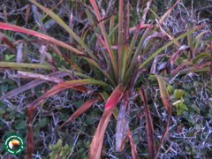 Bromelia antiacantha (Bromelia antiacantha)