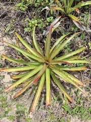 Bromelia antiacantha (Bromelia antiacantha)
