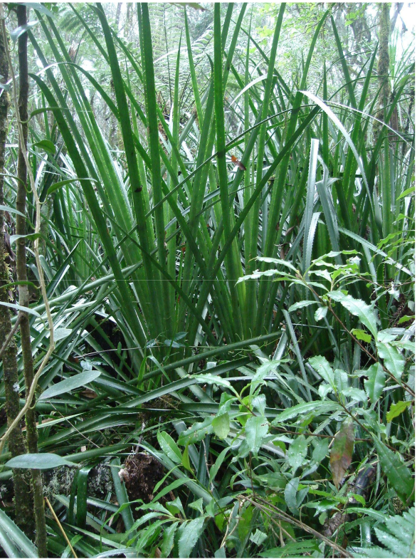 Bromelia antiacantha: A stand of Bromelia atiacantha plants.