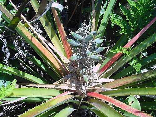 Bromelia antiacantha: Bromelia antiacantha - BROMELIACEAE Imbituba - SC - Brasil.