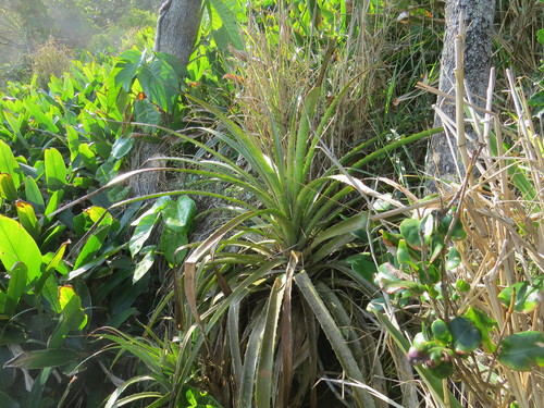 Bromelia antiacantha (Bromelia antiacantha)