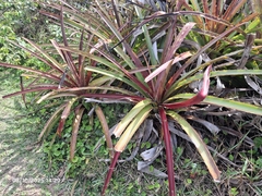 Bromelia antiacantha (Bromelia antiacantha)